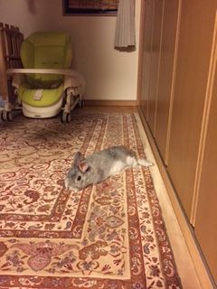 ぐったし