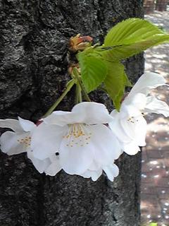 03 桜の小さな花