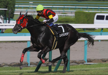 初心者の競馬入門