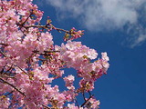 030212sakurasorida01