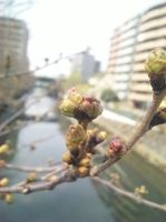 2010.3.18先っぽがピンク色になってきました