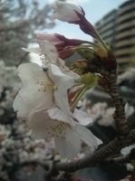 2010.4.1ついに完全に咲きました