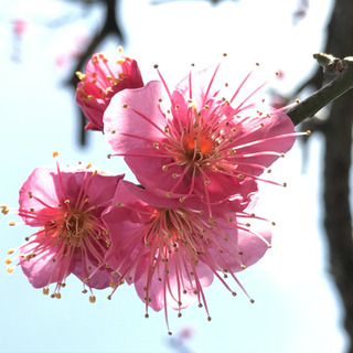梅
