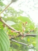 2010.4.27葉桜になり、さくらんぼができてきました