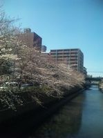 2010.3.30他の桜