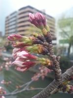 2010.3.26追っている枝はまだ咲いていません