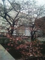 2010.3.25全体はこんな感じ。ちらほら