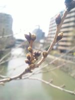 2010.3.10つぼみの先端が黄色に