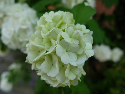 DSCF0720