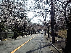 三分咲き1
