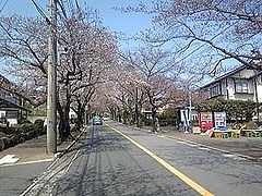 三分咲き3