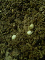 tamago