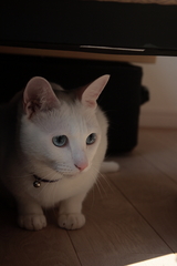 tukune0002