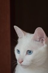 tukune0007