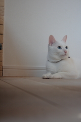tukune0004