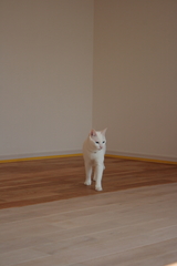 tukune0001