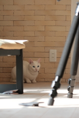 tukune0006