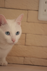 tukune0005