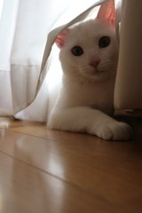 ��ƻ����