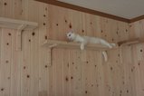 ヒノキ