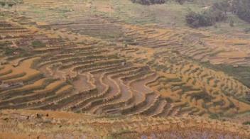 hani rice terrace3