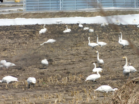 DSCN0463