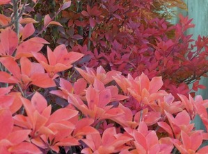 2017-10-27 P1040795 a