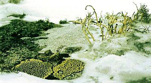 【ニュース】外来植物のホットスポット-南極