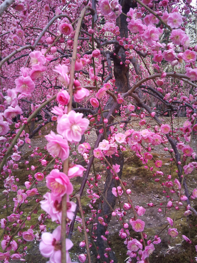梅の花