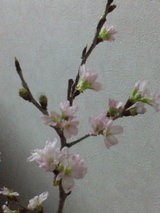 桜 アップ2