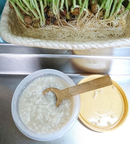 塩麴3日目
