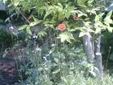 裏庭の草花1