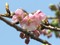 kawazuM