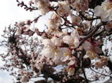 d30b7d16.JPG