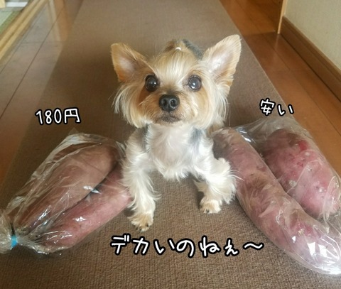 PhotoGrid_1531194997767