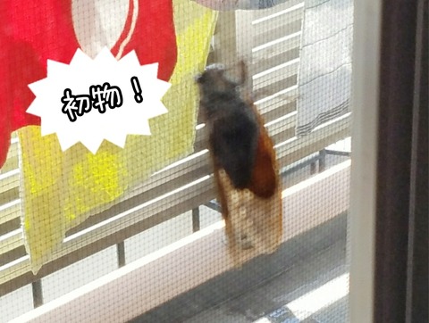 PhotoGrid_1531458024109