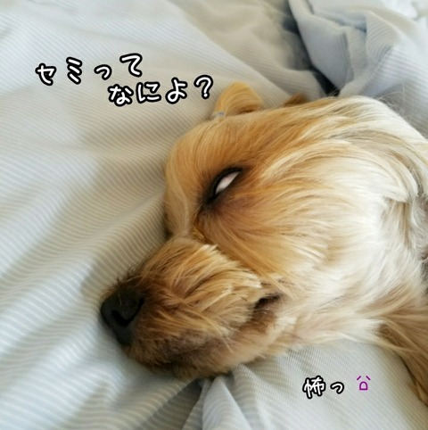 PhotoGrid_1531461400529