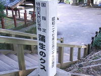 姶良市蒲生町 蒲生のクス