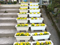 薩摩川内市立上手小学校花壇
