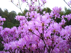 蒲生カントリークラブ山躑躅の花