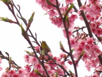 薩摩川内市立藺牟田小学校桃の花