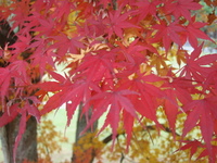 蒲生カントリークラブ紅葉