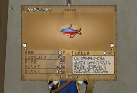 魚図鑑-カージナルテトラ05