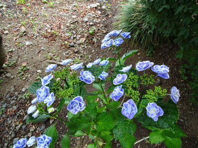DSC03339