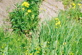 FH040011