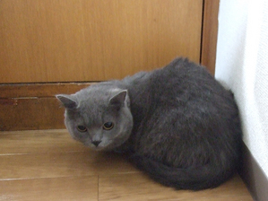 marimo4