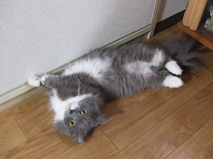 ひまちゃんねじねじ
