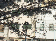 20110404桜と鳩さんカップル