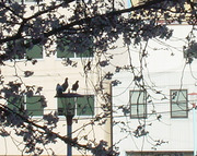 20110404桜と鳩さんカップルにお邪魔虫