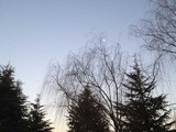 ringo_004
